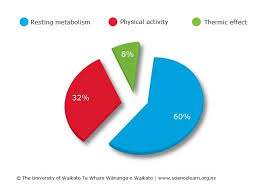 Total Daily Energy Expenditure Science Learning Hub