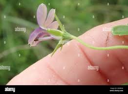 Image result for Monopsis stellarioides