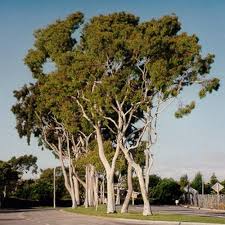 Image result for Eucalyptus citriodora