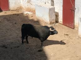 View the profiles of people named pedro ortega lopez. Listos Los Toros De Juan Pedro Domecq Parlade Y Luis Algarra Para Esta Tarde En Linares Mundotoro Com