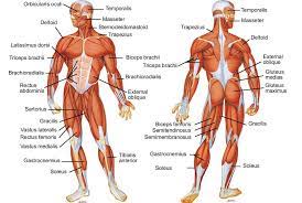 Blank head and neck muscles diagram muscular system diagram worksheet label muscles worksheet skull bones unlabeled anatomy and physiology muscle worksheets. Personal Training A Food Addict Human Body Muscles Muscle Diagram Muscle Body