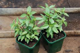 Check spelling or type a new query. 10 Indoor Plants That You Can Grow In Your House Right Now The Better India