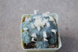 Image result for Loxodera caespitosa