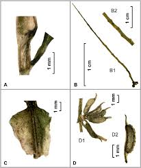 Image result for Potamogeton pusillus