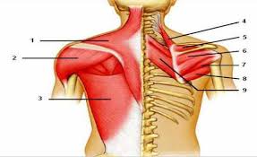If you know where muscles attach and how they contract then you can know how to. Flashcards Table On Can You Label Following Muscles Of The Posterior Shoulder Flashcards