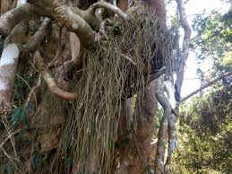 Image result for Vittaria elongata