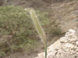 Image result for Tetrapogon tenellus
