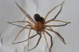 8 House Spiders Commonly Found In Florida Homes Problem