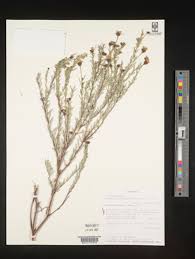Image result for Gnidia involucrata