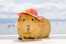 [Image: images?q=tbn:ANd9GcQ4bvY3BKWQ_B--d4wK-M5...V4ju2nFLjj]