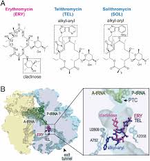 Image result for Macrolide
