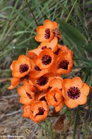 Sparaxis Elegans Tiny Flowers Flowers Botanical