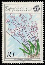 Image result for Bulbophyllum intertextum