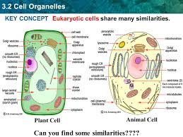 Maybe you would like to learn more about one of these? Eukaryotic Cell Organelles Pg Ppt Video Online Download