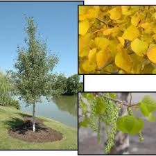 Prairie gold aspen (populus tremuloides 'ne arb') quantity. Trees Page 8 Hinsdale Nurseries