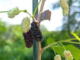 Image result for Morus