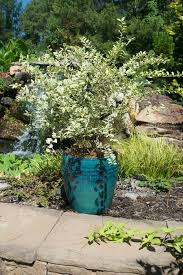 Image result for Ligustrum sinense
