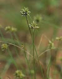 Image result for Bulbostylis sp.no.4