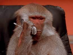 The perfect monyet lucu funny animated gif for your conversation. Cristianbodnariuc Monkey Doga Animals