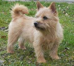 Die preise, die hundezüchter für ihre welpen verlangen, fließt meistens in die hundezucht wieder ein. Norwich Terrrier Webseite Kft Terrier Munchen