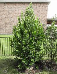 Cherry Laurel Tree Dallas Texas Treeland Nursery Laurel Tree Laurel Plant Garden Landscape Design