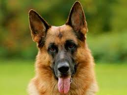All Dog Breeds All Types Of Dogs 373 Breeds Black german shepherd warning you that you can prevent a stupid dog. all dog breeds all types of dogs 373
