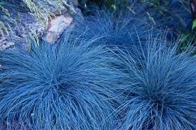 Image result for Festuca
