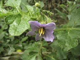 Image result for Solanum linneanum