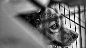The Fbi Will Finally Track Animal Abuse And Collect Data Starting In 2016 Dogtime Hayvan Kopek Hayvanlar