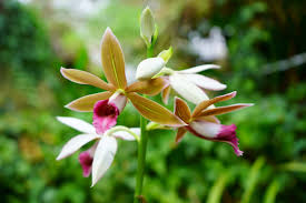 These eyes can become new stems or flower spikes later on. Orchid Flower Spike Care Instructions For Beginners