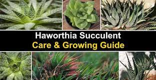 How many species of haworthia succulents are there? Haworthia Plant Caring For The Cactus Like Succulent