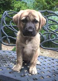 Mcfeely), maggie stewart (mayor maggie), bob trow (bob. Neighborhood Pet Market Baton Rouge By Jefferson Feed Home Facebook