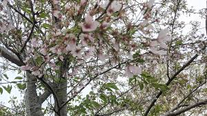Check spelling or type a new query. Jackson Park Cherry Blossoms Chicago Park District