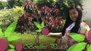 A beautifully symmetrical shaped tree its foliage has a delightfully rich burgundy colouration. Bonfire Dwarf Patio Peach Tree Prunus Persica Garden Documentary Youtube