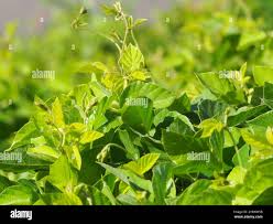 Image result for Neonotonia wightii