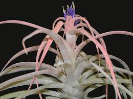 Image result for Commelina capitata