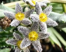 Image result for Orbea schweinfurthii