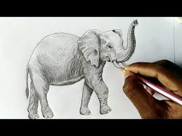 How to draw a realistic elephant easy. How To Draw A Realistic Elephant By Colour Pencil Step By Step Elephant Drawing Pencils Art Youtube