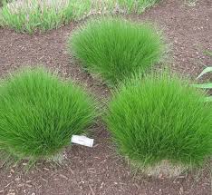 Image result for Sporobolus molleri