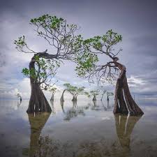 Mangroves At Walakiri Beach Sumba Island Indonesia Landscape Photography Nature Photography Landscape