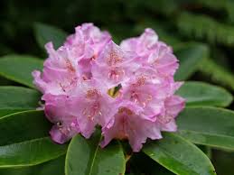 Image result for Rhipidoglossum microphyllum