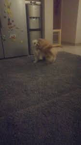 Small Dogs Club Home Facebook