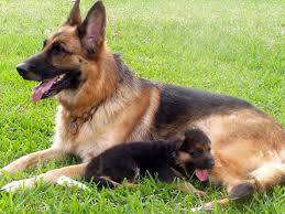 German Shepherd Alman Kurt Kopegi Ozellikleri Bir Diger Adi Alsatian Olan Alman Coban Kopekleri Cok Guclu Bir Alman Coban Kopekleri Alman Coban Kopegi Kopek