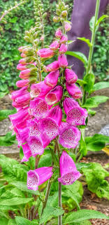 Digitale Collection Rose Bijoux En Pierre Semi Precieuse Visitez La Boutique De Bijoux En Pierre Naturell Foxglove English Country Gardens Pretty Flowers