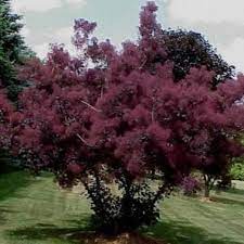 Check spelling or type a new query. Royal Purple Smoke Tree Plantingtree