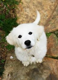 100 Dog Names From Movies Goldenretriever Golden Retriever Puppy Dogs Golden Retriever Retriever Puppy