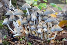 Image result for Coprinus micaceus