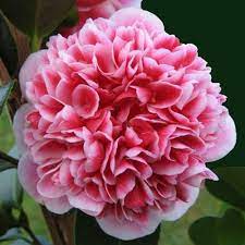 Japonica At Wairere Nursery Camellia Beautiful Flowers Different Flowers