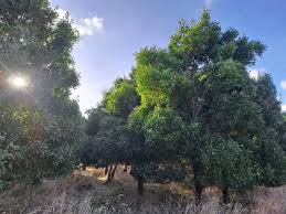 Image result for Acacia kirkii