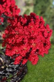 Clusters of dazzling white flower trusses are showcased by intense, black foliage, creating a dramatic contrast for summer and fall landscapes. Buy The Best Crape Myrtle Trees With Black Leaves And Red Pink Purple Or White Flowers Wilson Bros Gardens